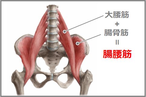 iliopsoas